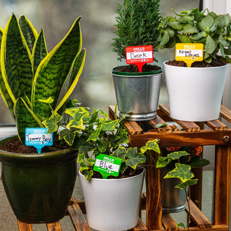 House Plant Name Tags