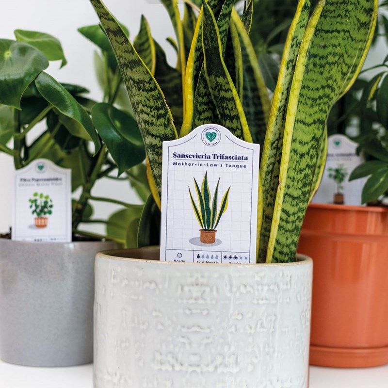 House Plant Care Tags