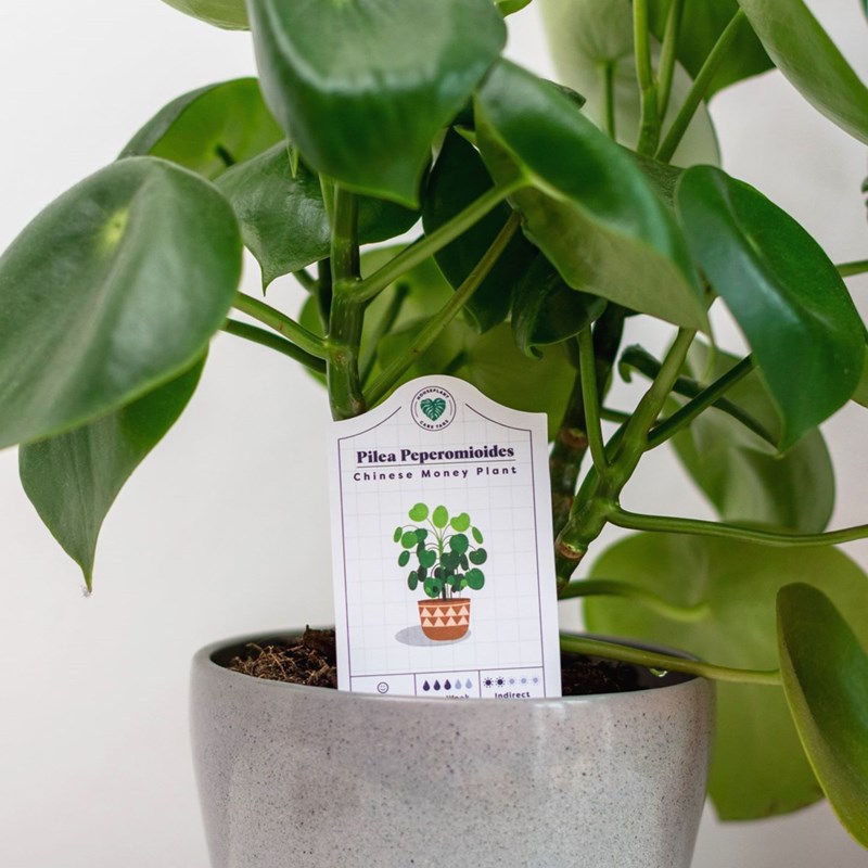 House Plant Care Tags