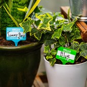 House Plant Name Tags