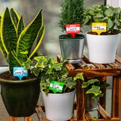 House Plant Name Tags